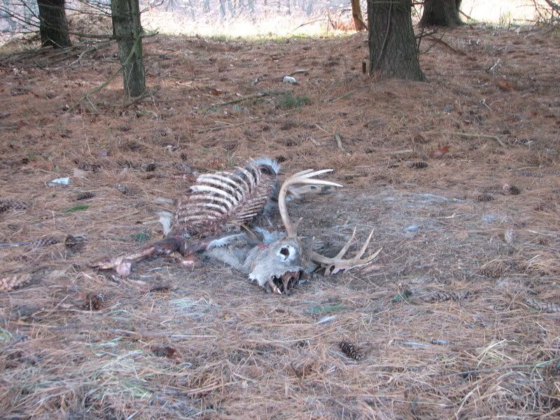 DeadBuck3.jpg