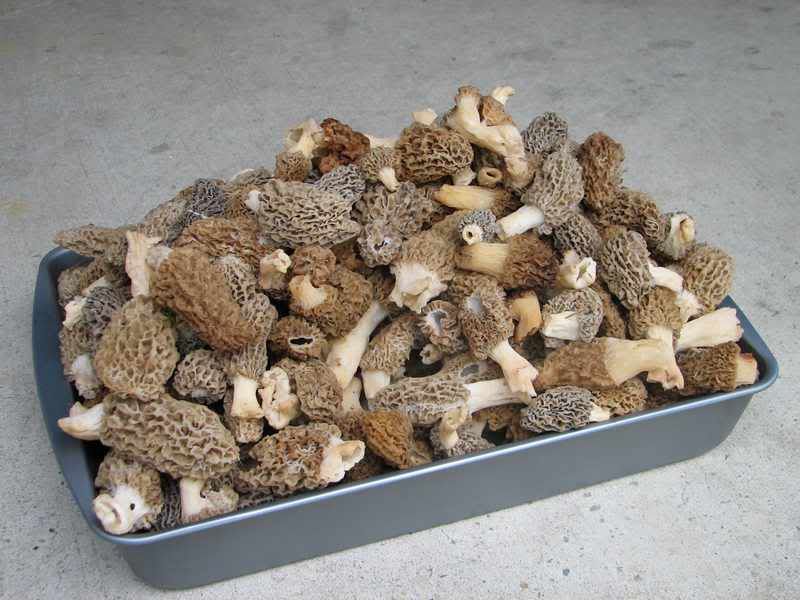Mushrooms4-272.jpg