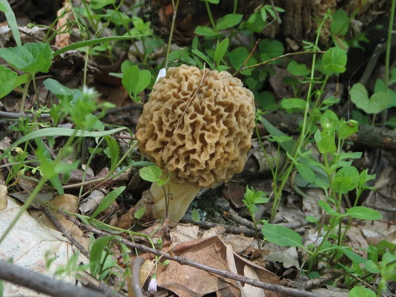 Mushrooms46.jpg