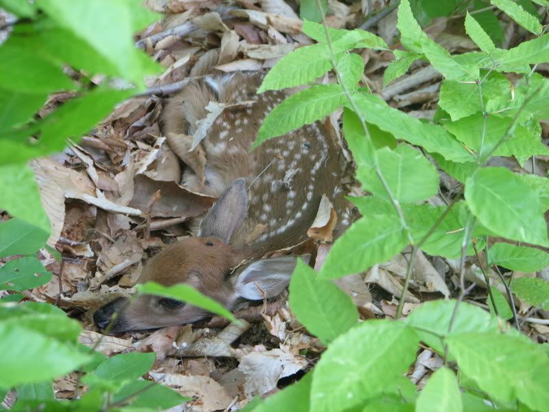 Fawn2.jpg