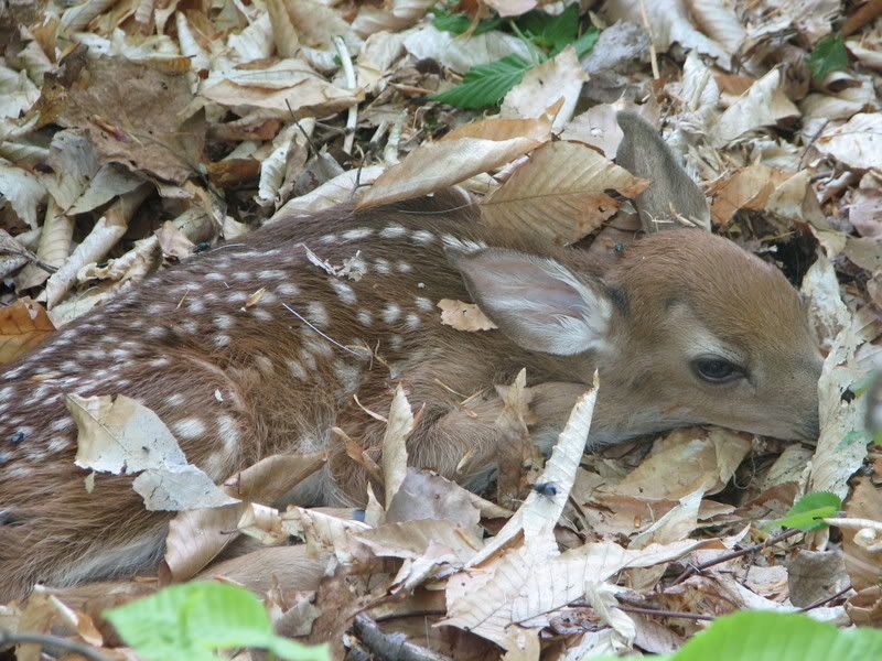 Fawn4.jpg