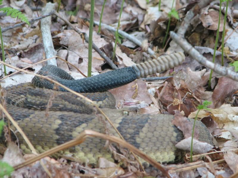 Rattler14.jpg