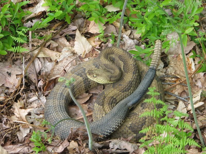 Rattler3.jpg