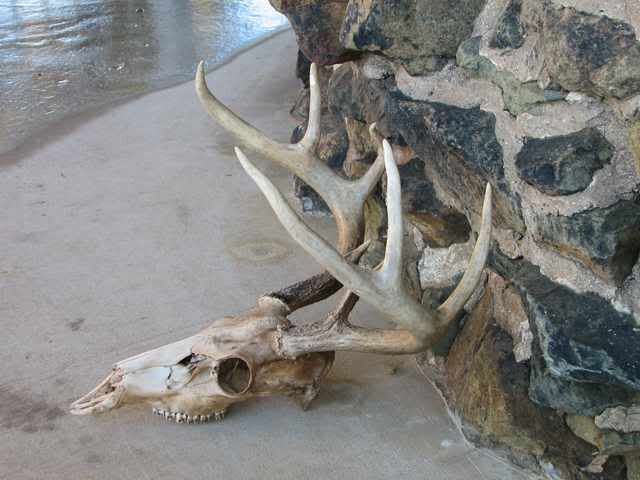 AnotherKingsBuck4.jpg