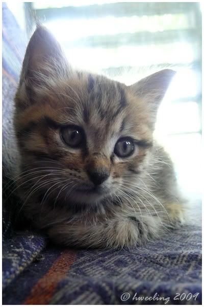 yunnan kitty