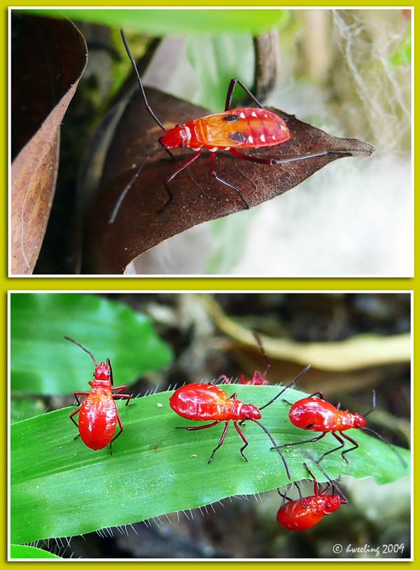 bugs, singapore botanic gardens