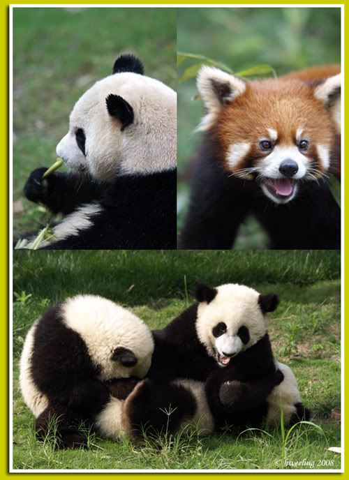 Chengdu Panda Breeding and Research Center