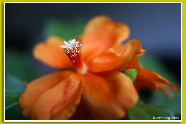 Flower from some household plant