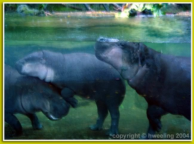 Pygmy Hippos