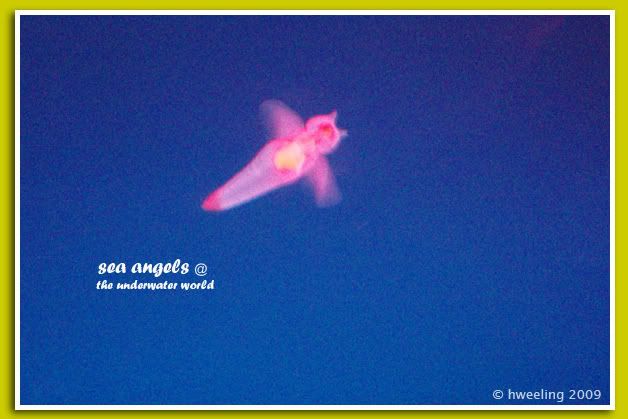 Sea Angels @ Underwater World