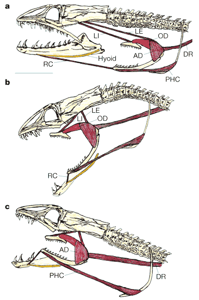 Eel Diagram