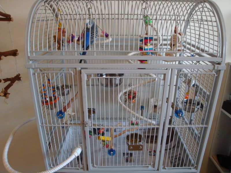 parakeet cage