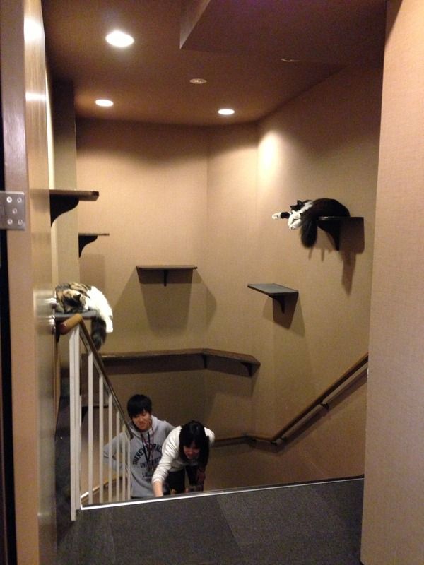 Even the stairs going down are uber cat-friendly.