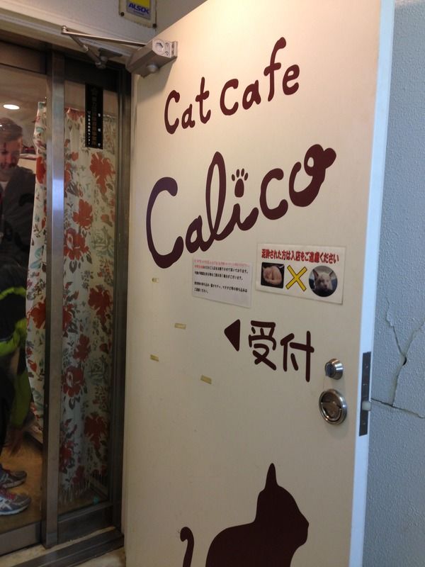 Calico Cat Cafe