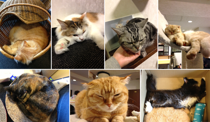 The sleepy cats of Calico Cat Cafe