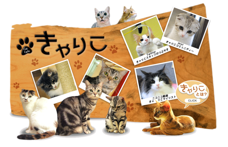 Calico Cat Cafe