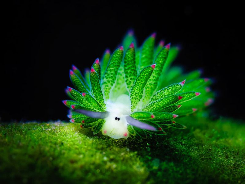 The Cutest Creatures Under the Sea: Costasiella kuroshimae