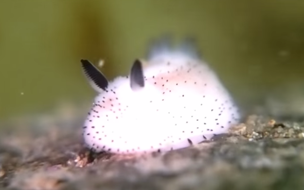 The Cutest Creatures Under the Sea: Jorunna parva