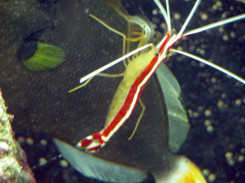 do cleaner shrimp eat ich