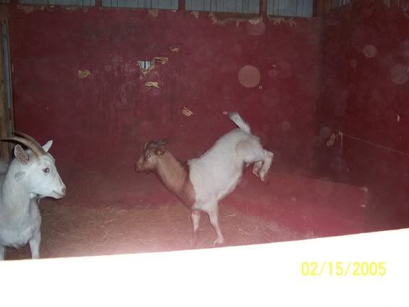 Crazy Billy Goat