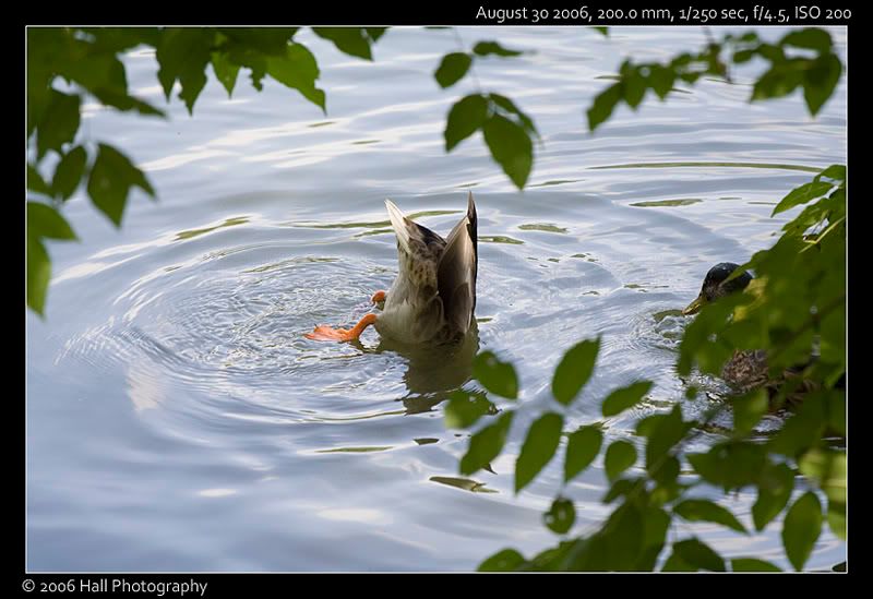 IMAGE: http://img.photobucket.com/albums/v60/dylix/_MG_1488.jpg