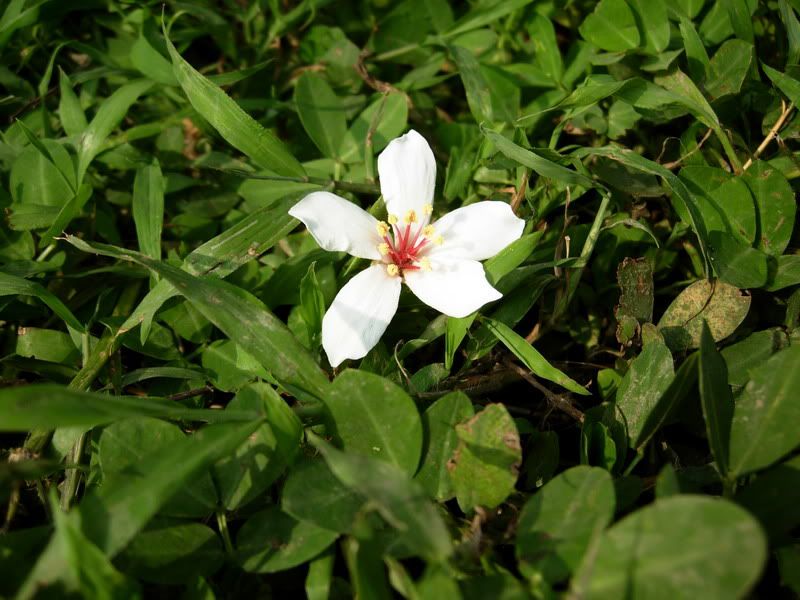 flower2.jpg