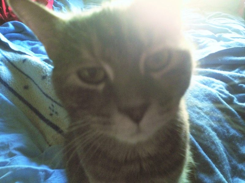 My cat Dax
