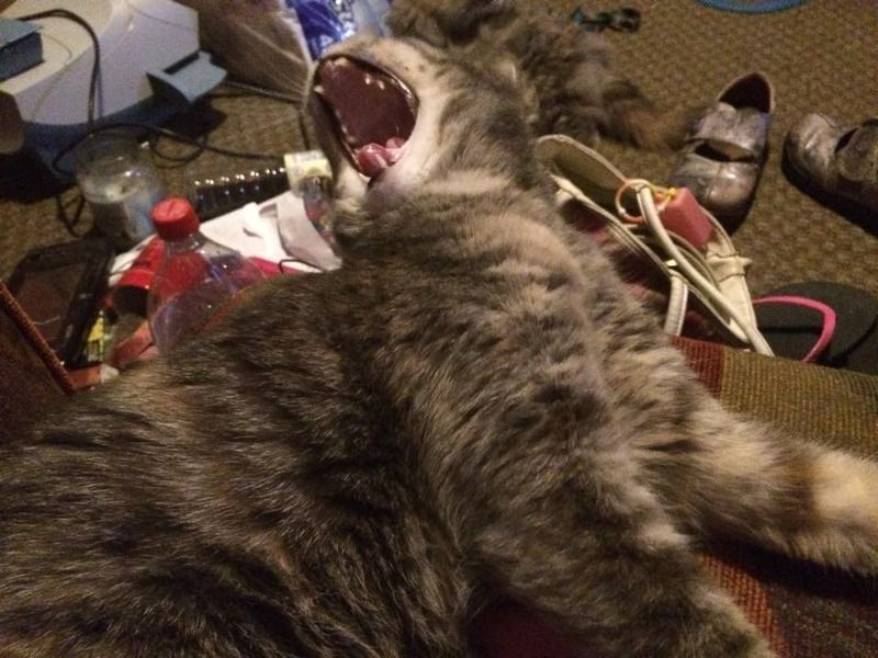 My cat Dax