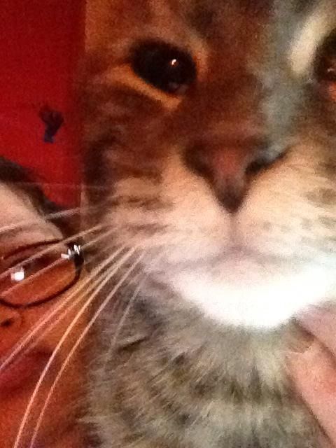 My cat Dax