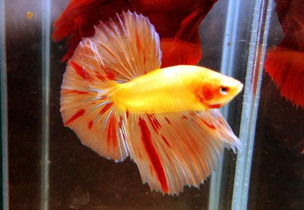 nuôi cá trong văn phòng - 2