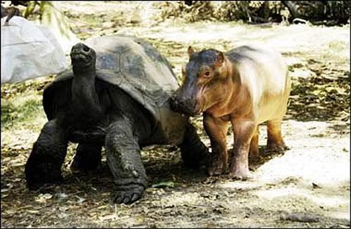 turtle and hippo