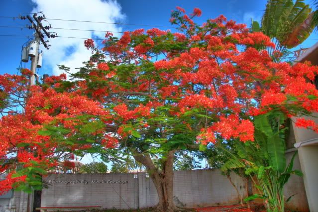 IMAGE: http://img.photobucket.com/albums/v600/japandomesticivic/HDR-FlamingEdited-1WM.jpg