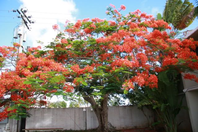 IMAGE: http://img.photobucket.com/albums/v600/japandomesticivic/IMG_0018-2.jpg