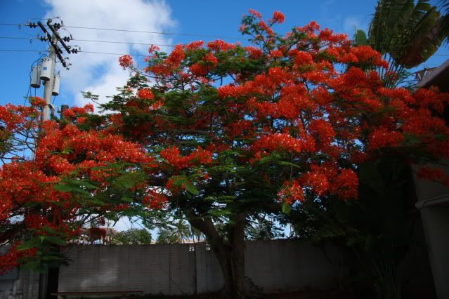 IMAGE: http://img.photobucket.com/albums/v600/japandomesticivic/IMG_0019.jpg