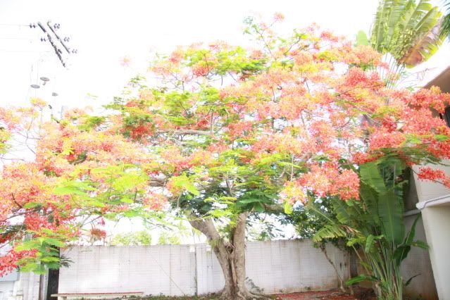 IMAGE: http://img.photobucket.com/albums/v600/japandomesticivic/IMG_0020.jpg