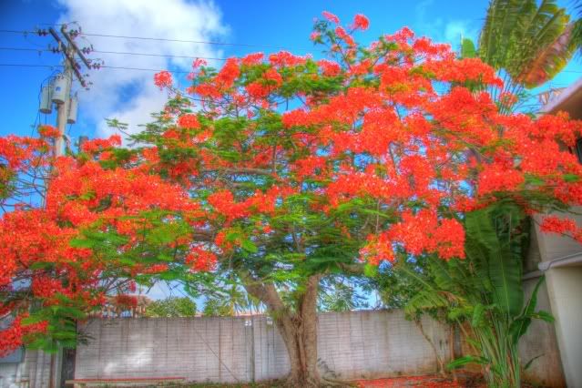 IMAGE: http://img.photobucket.com/albums/v600/japandomesticivic/IMG_0020_18_19-1.jpg