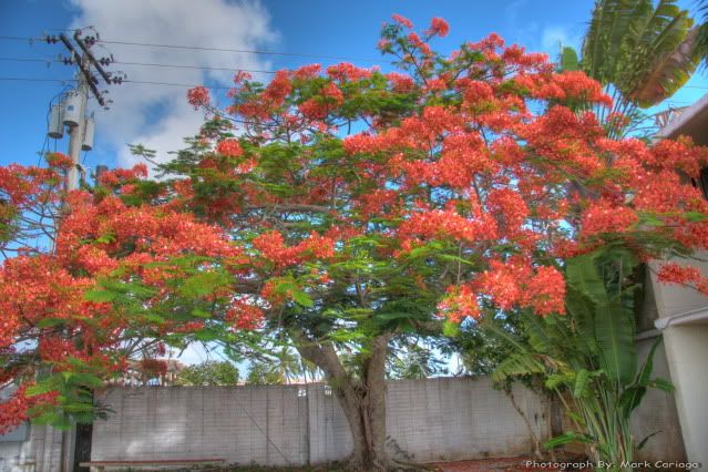 IMAGE: http://img.photobucket.com/albums/v600/japandomesticivic/IMG_0020_18_19-2-1.jpg