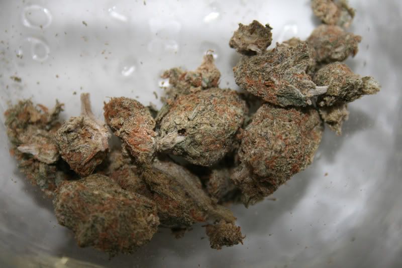 moldy weed pictures