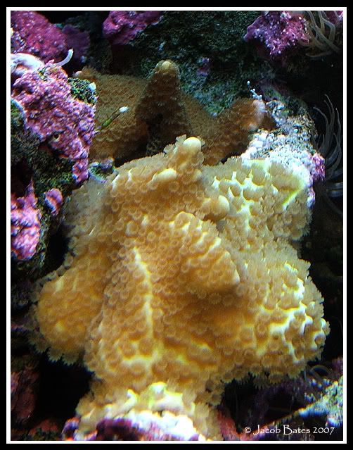 2corals-1copy.jpg