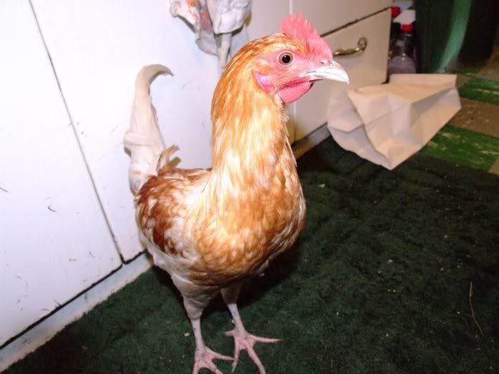 Chollie The Chicken