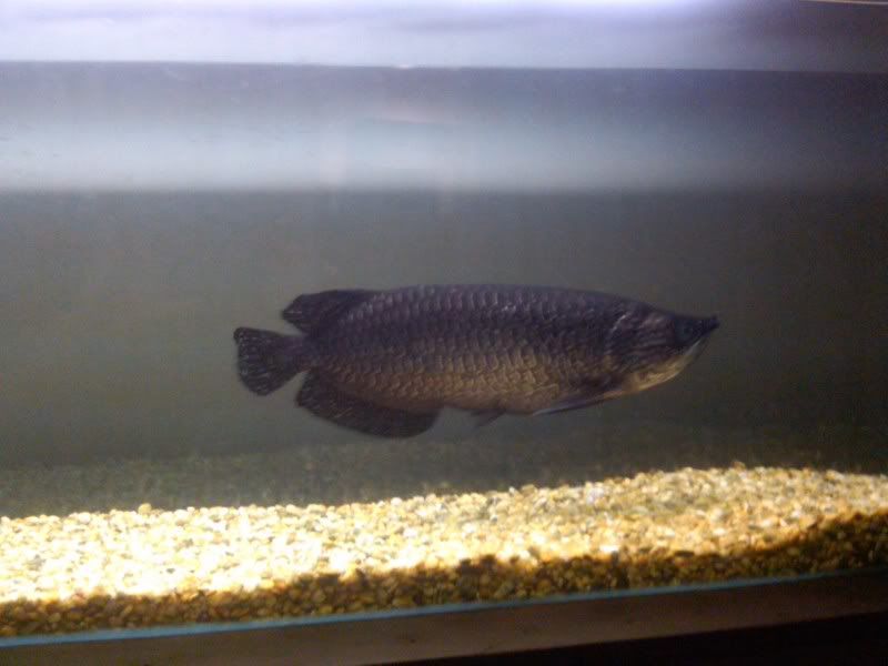 melanistic arowana