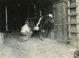 manmilkingcow-m.jpg