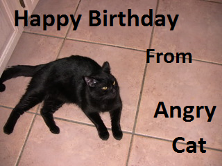 Angry Cat 2
