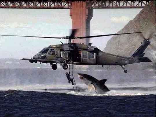 shark-helicopter.jpg