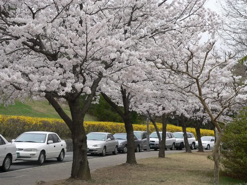 The beauty of sakura