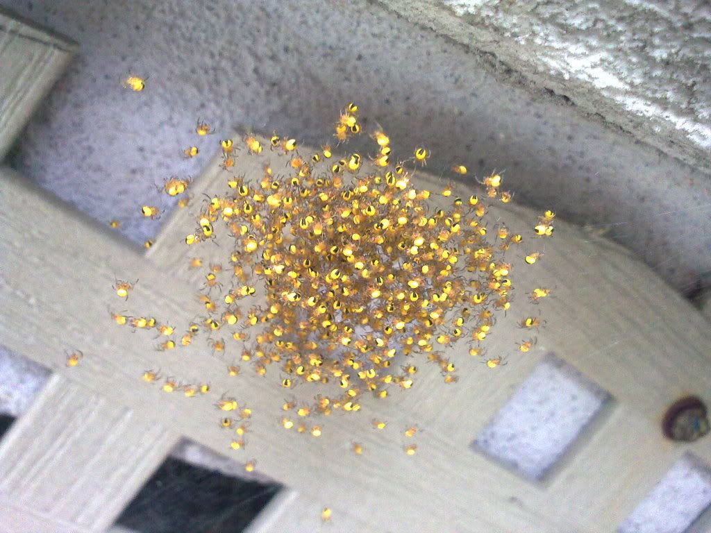 30052009007.jpg
