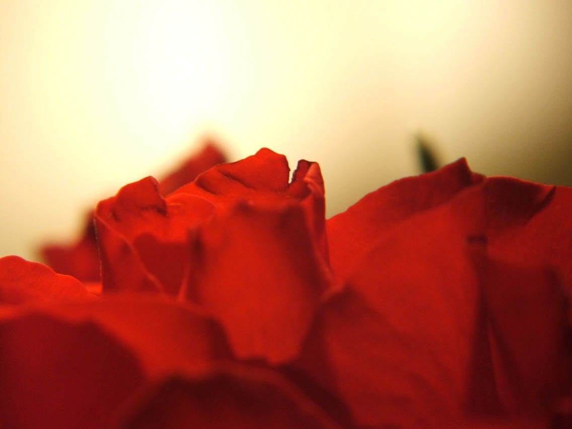 [Image: Roses.jpg]
