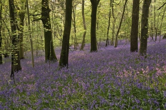If you go down to the woods ... for many people in Britain, Thursday was a perfect spring day.  It was warm, the sun shone and the woods were full of bluebells
