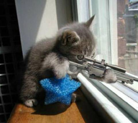 [Image: cat_sniper.png]