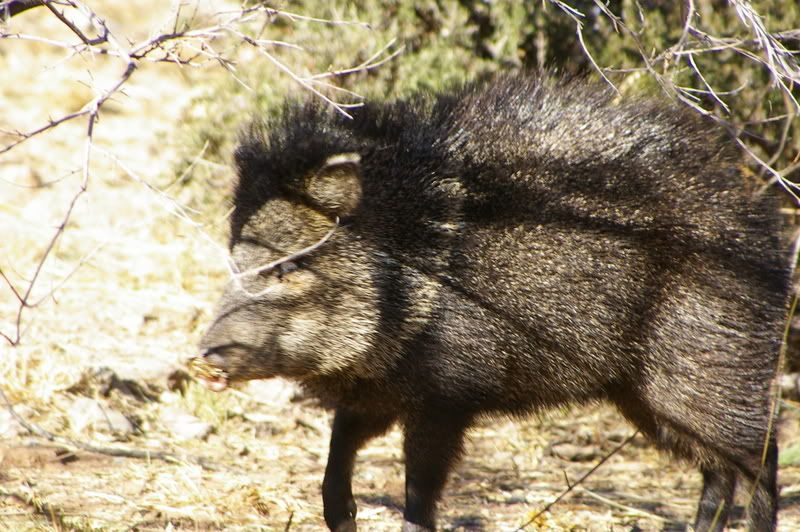 Field Dressing Javelina Arizona Hunting Forums